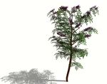 SU植物模型