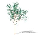 SU植物模型