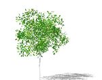 SU植物模型