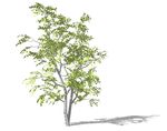 SU植物模型