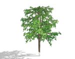 SU植物模型