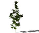 SU植物模型