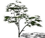 SU植物模型
