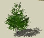 SU植物模型