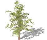 SU植物模型