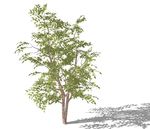 SU植物模型