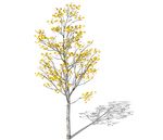 SU植物模型