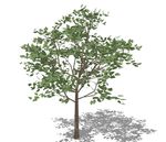 SU植物模型