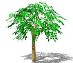 SU植物模型