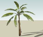 SU植物模型 棕榈芭蕉