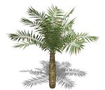 SU植物模型 棕榈芭蕉