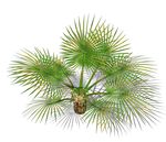 SU植物模型 棕榈芭蕉