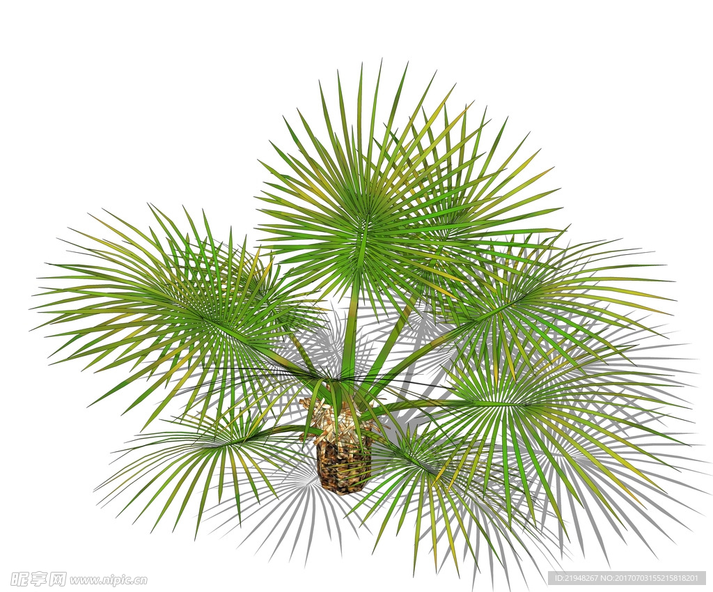 SU植物模型 棕榈芭蕉
