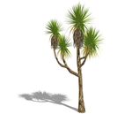 SU植物模型 棕榈芭蕉