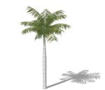 SU植物模型 棕榈芭蕉