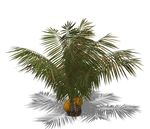 SU植物模型 棕榈芭蕉