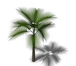 SU植物模型 棕榈芭蕉