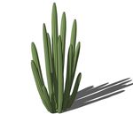 SU植物模型  仙人掌
