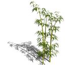 SU植物模型 竹子