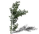 SU植物模型