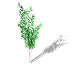 SU植物模型 竹子