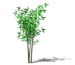 SU植物模型 竹子