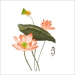 荷花图