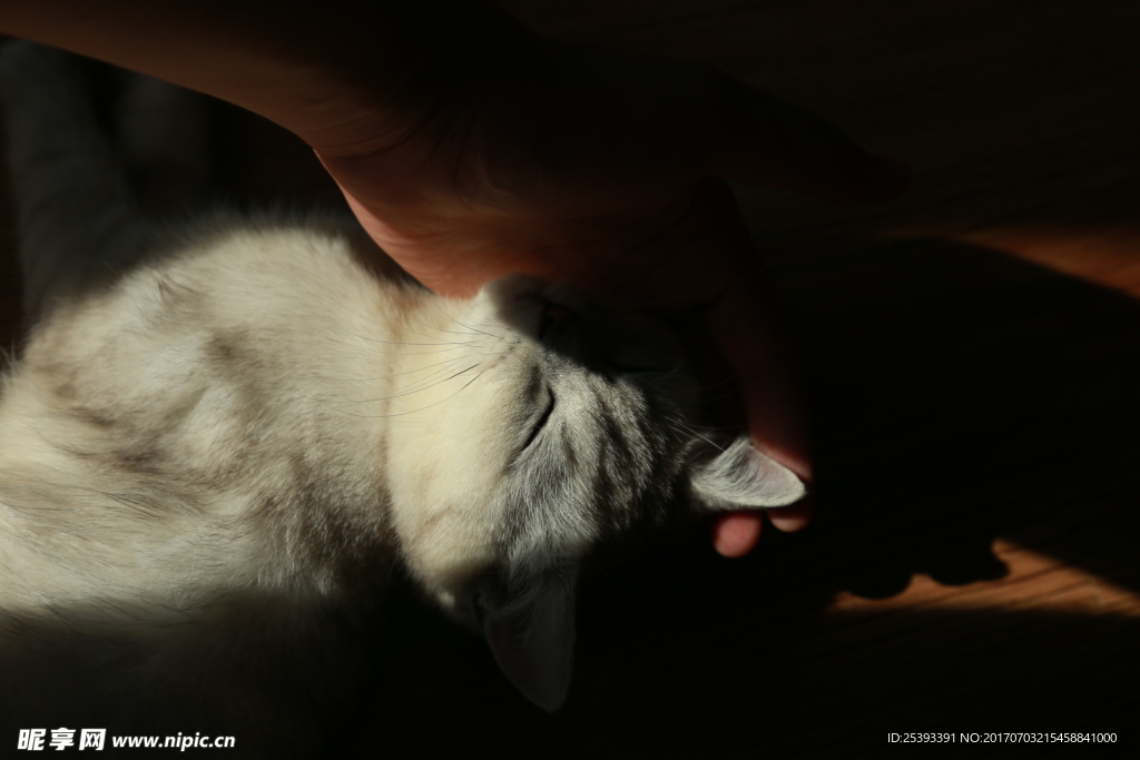 猫  睡觉