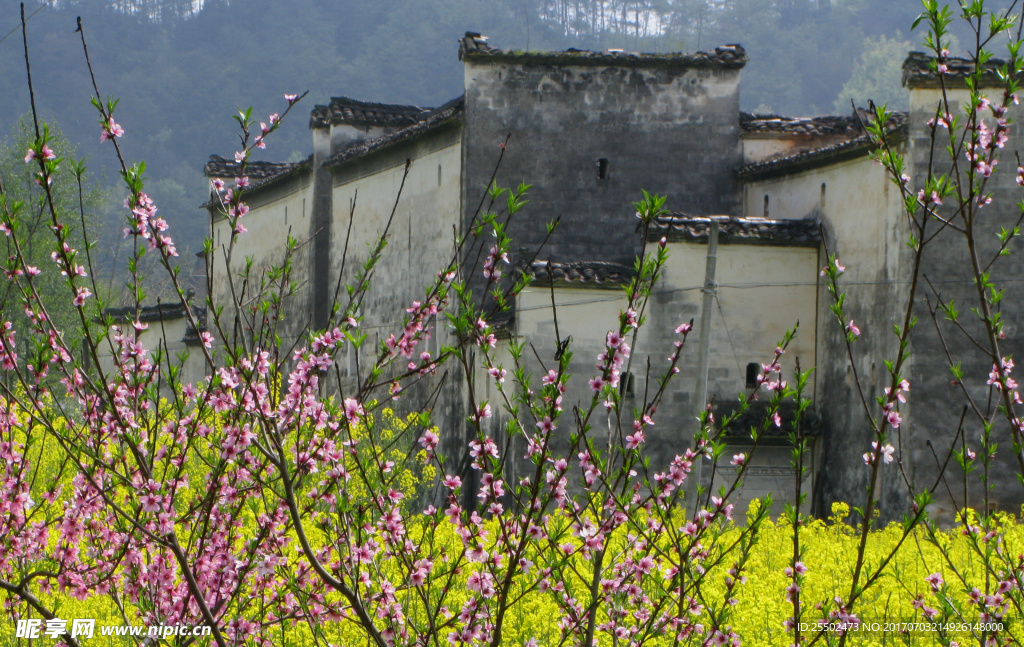 田园