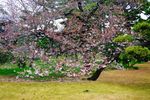 日本樱花