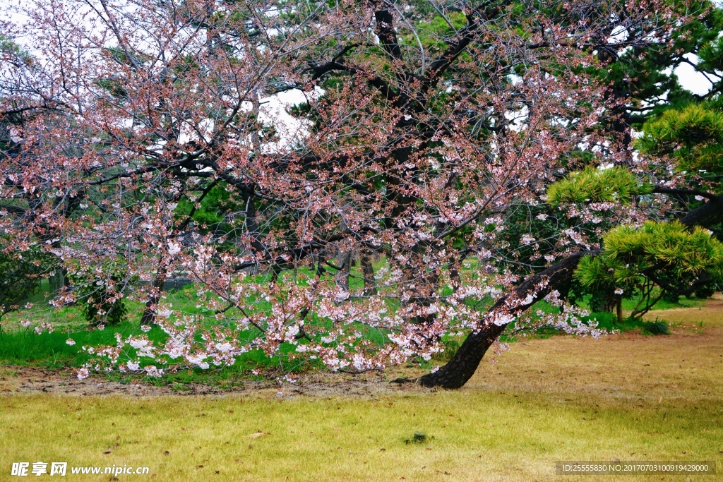 日本樱花