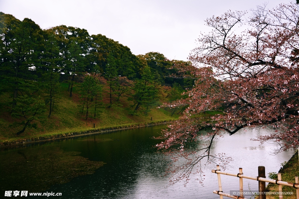 日本樱花