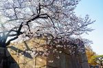 日本樱花