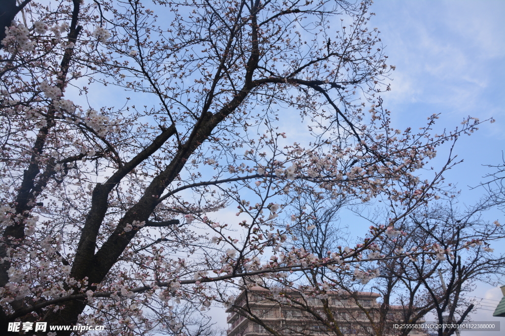 日本樱花