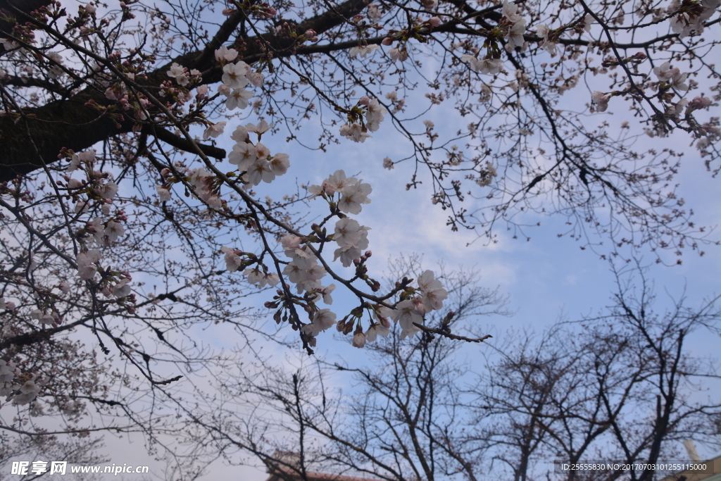 日本樱花