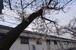 日本樱花