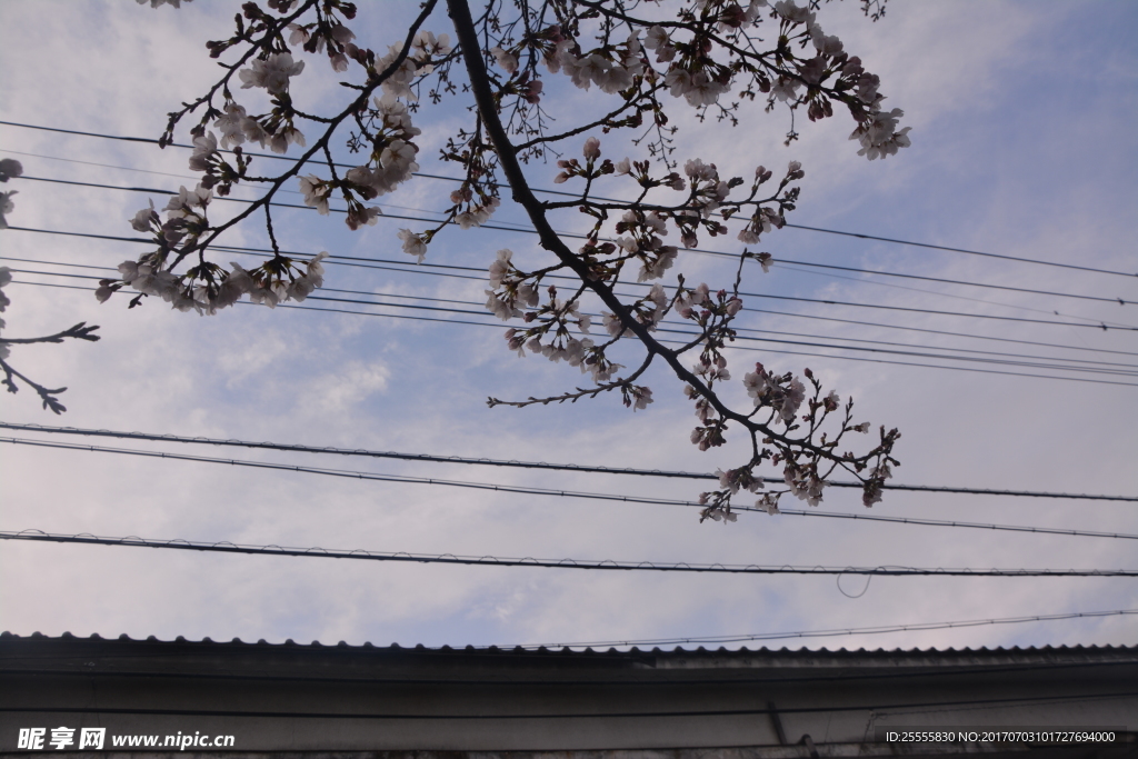 日本樱花