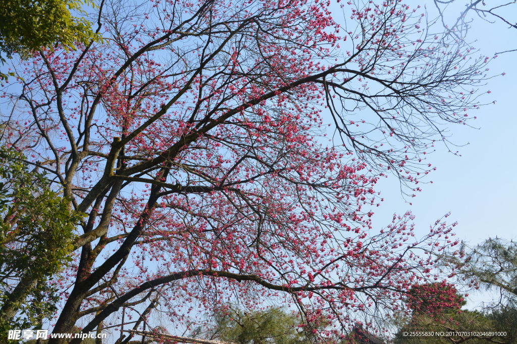 日本樱花