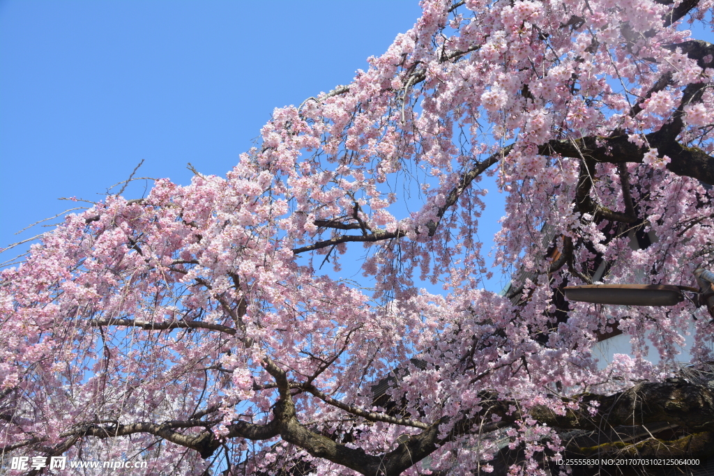 日本樱花