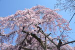 日本樱花
