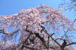 日本樱花
