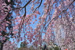 日本樱花