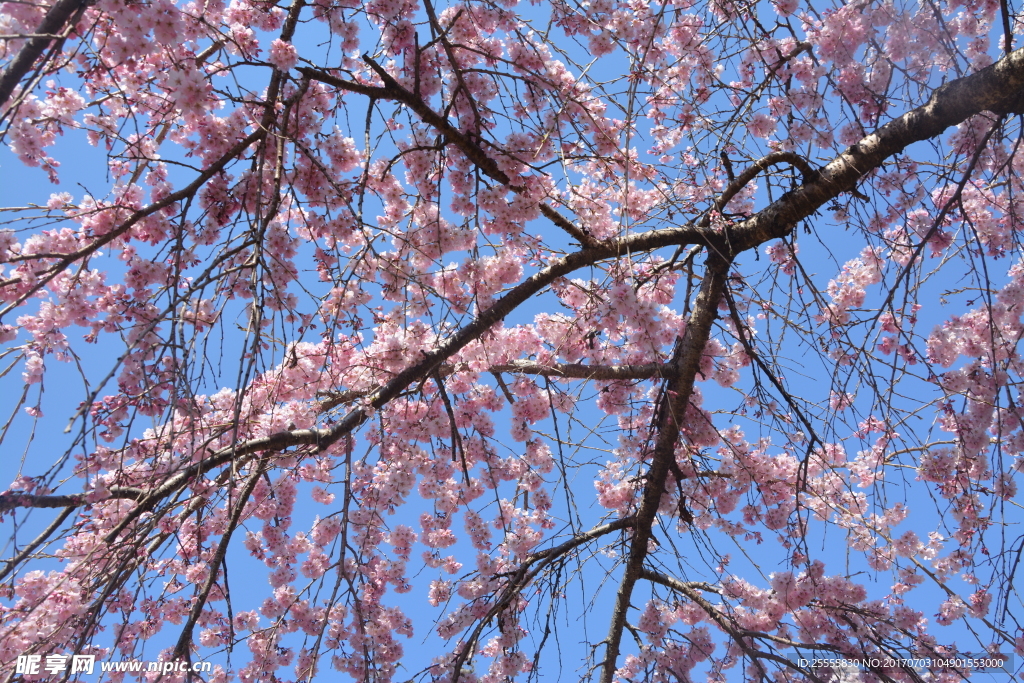 日本樱花