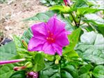 夜来香 花