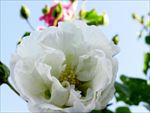白色花朵