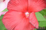 芙蓉葵