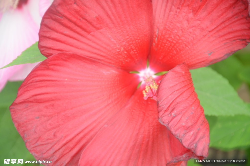 芙蓉葵