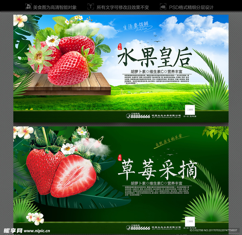 采摘草莓