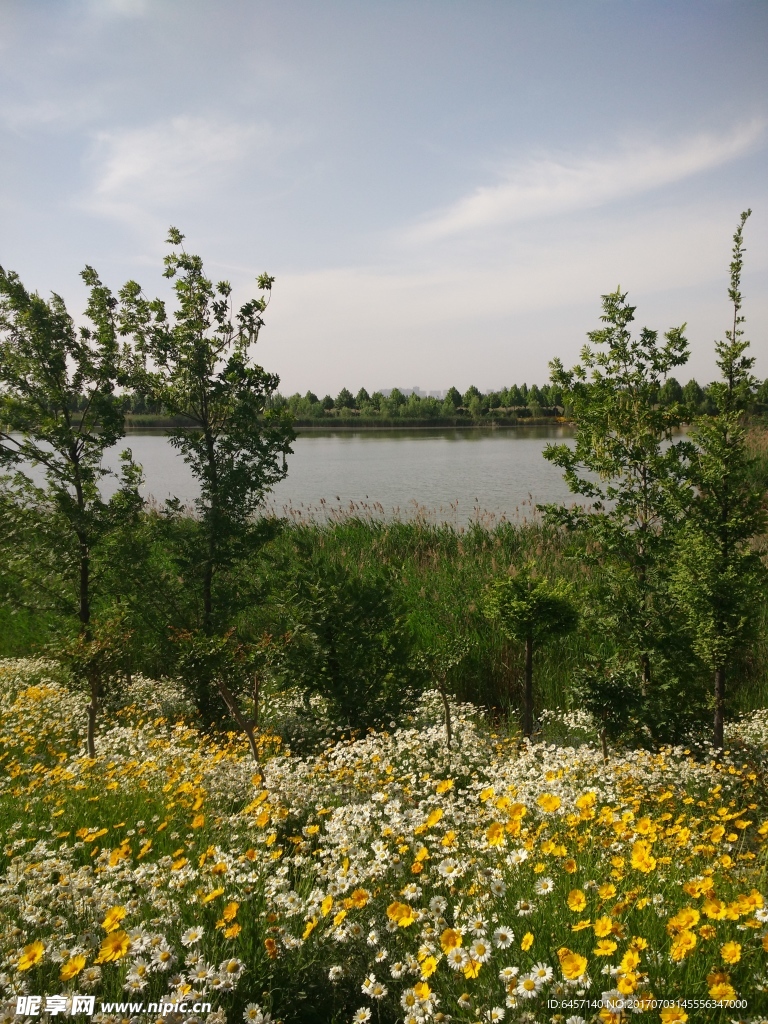 菊花风景