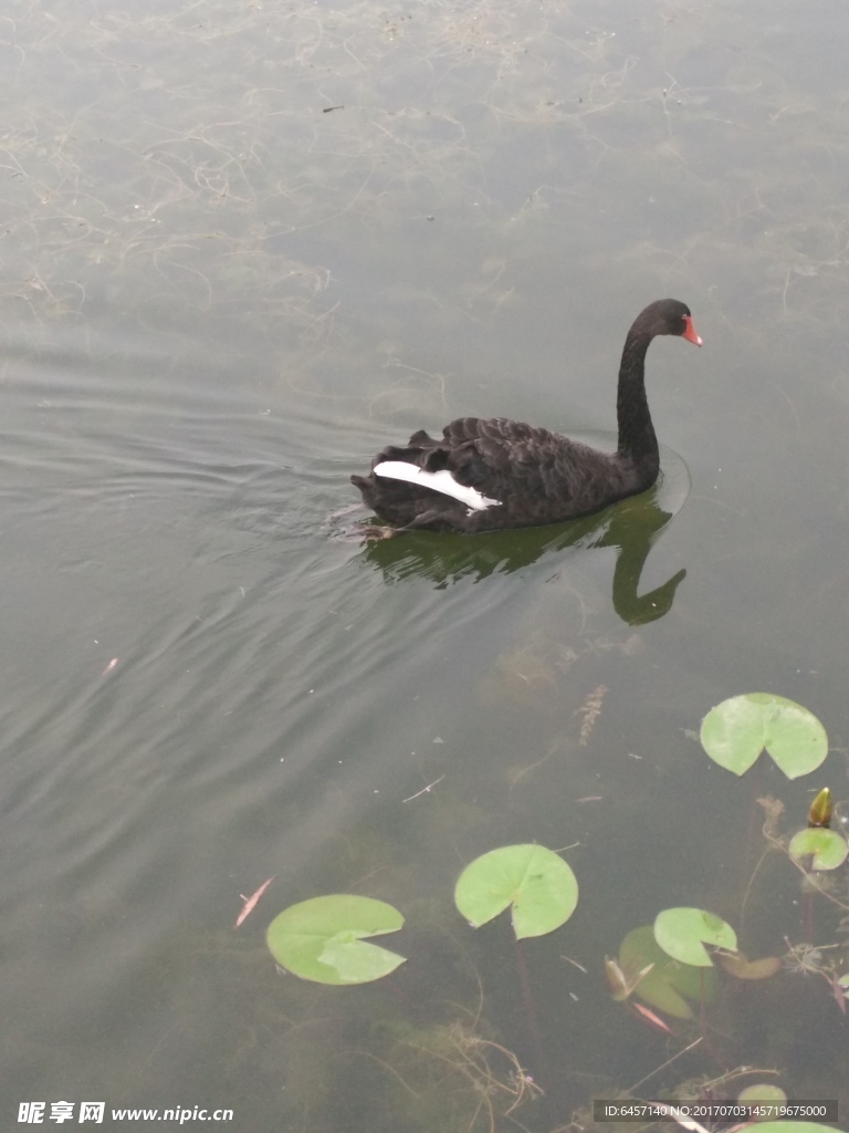 红荷湿地